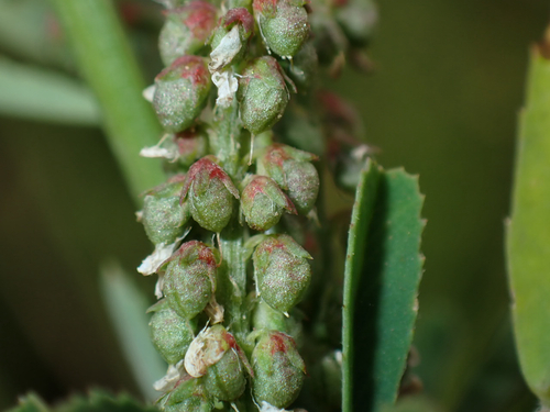 Melilotus indicus observed 2026-07-25