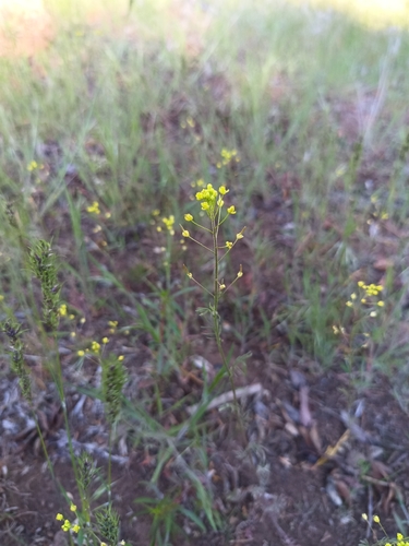 Western Tansymustard