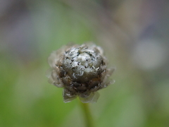 Eriocaulon truncatum