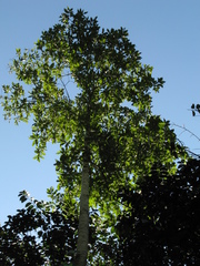 Cordia alliodora