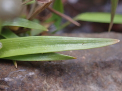 Eriocaulon truncatum