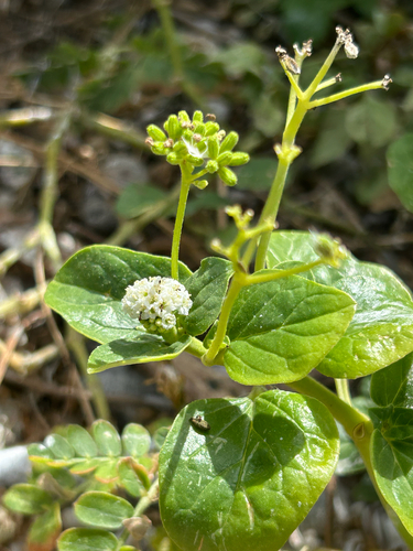 Boerhavia albiflora observed 2026-05-24