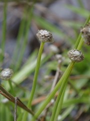 Eriocaulon truncatum