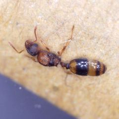 Temnothorax nylanderi