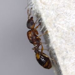 Temnothorax nylanderi