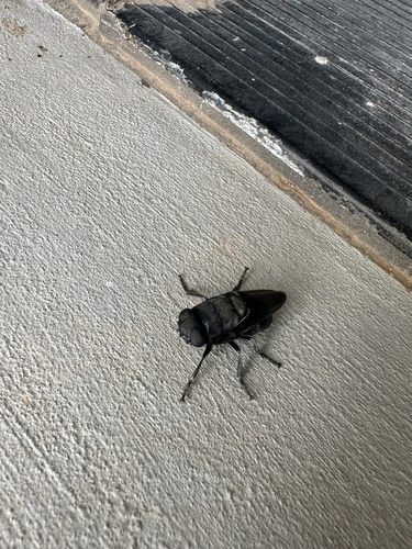 Glire Bot Flies
