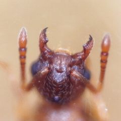 Temnothorax nylanderi