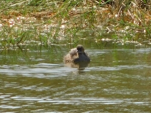 iNaturalist image