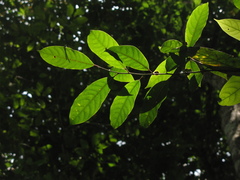 Ocotea puberula