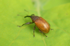 Anthonomus phyllocola