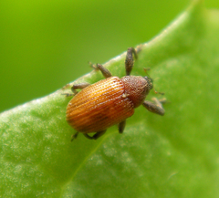 Anthonomus phyllocola