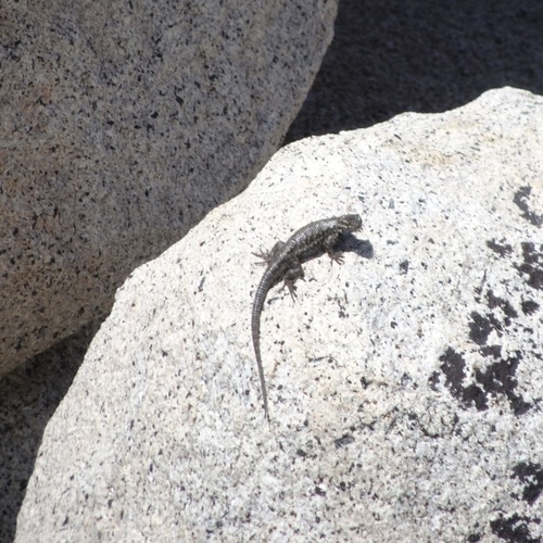 iNaturalist observation photo of Western Fence Lizard