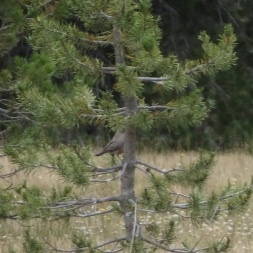 iNaturalist observation photo of American Robin