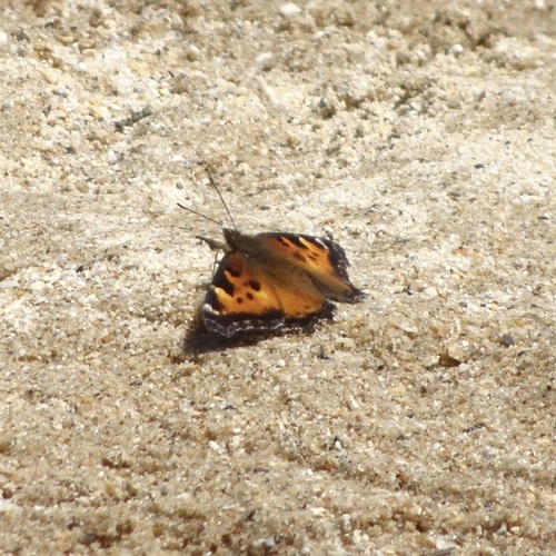iNaturalist observation photo of California Tortoiseshell