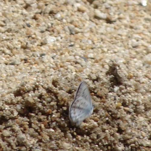 iNaturalist observation photo of Polyommatina