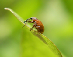 Anthonomus phyllocola