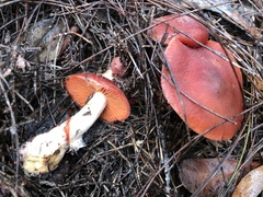 Cortinarius austrocinnabarinus