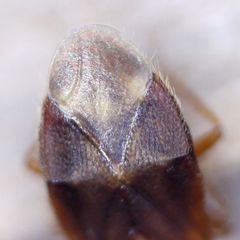 Cardiastethus fasciiventris