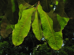 Lecythis tuyrana