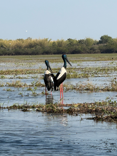 Torresian Black-necked Stork