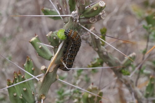 Staghorn Cholla Moth