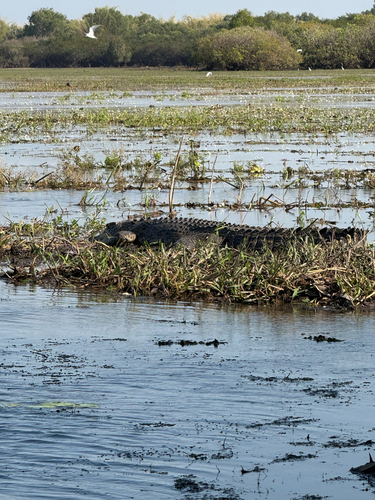 Saltwater Crocodile