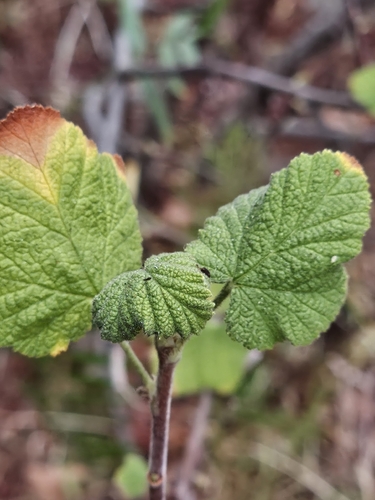 Ribes indecorum, 2026-07-25