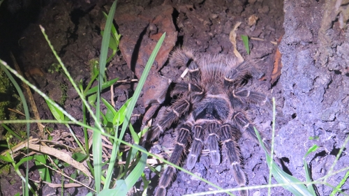 Brazilian Salmon Pink Tarantula