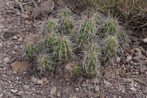 Strawberry Cactus
