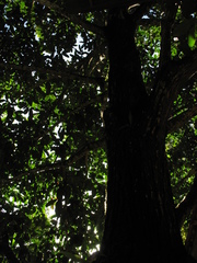 Lecythis tuyrana