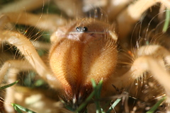 Galeodidae
