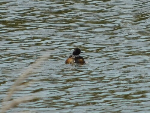 iNaturalist: (c) Tyler Busby, some rights reserved (CC BY-NC), uploaded by Tyler Busby iNaturalist image