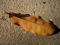 Lecythis tuyrana