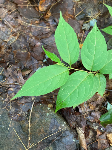 northern bush honeysuckle