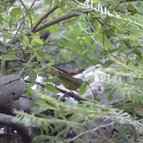 iNaturalist observation photo of MacGillivray's Warbler