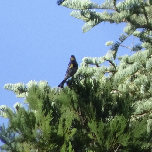 iNaturalist observation photo of Yellow-rumped Warbler