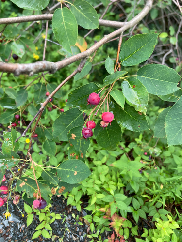 serviceberries