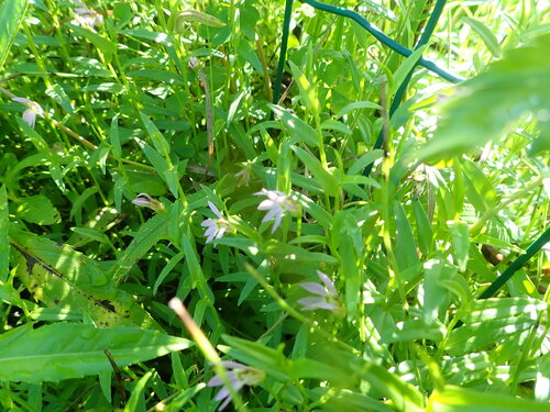 Lobelia chinensis, photograph 6