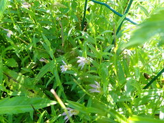 Lobelia chinensis, photograph (c) 村山史世　（Fumiyo MURAYAMA), some rights reserved (CC BY)
