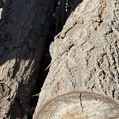 iNaturalist observation photo of Western Fence Lizard