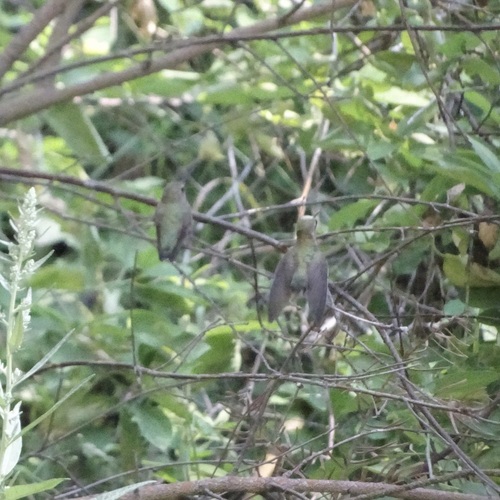 iNaturalist observation photo of Anna's Hummingbird