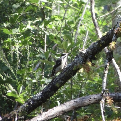iNaturalist observation photo of Hairy Woodpecker