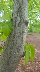 Zimmermannia liebwerdella