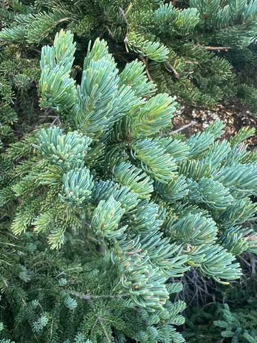 balsam fir