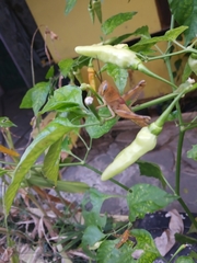 Valanga