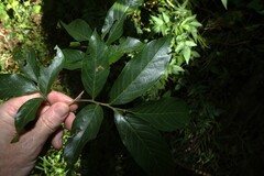 Alectryon subcinereus, photograph (c) Greg Tasney, some rights reserved (CC BY-SA)