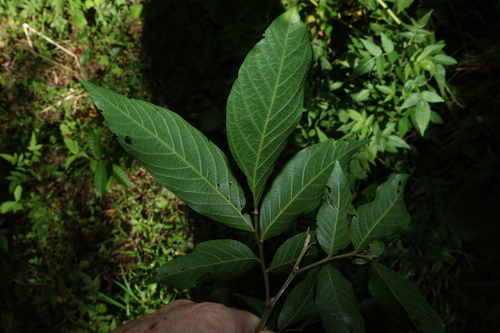 Alectryon subcinereus, photograph 2