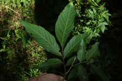 Alectryon subcinereus, photograph (c) Greg Tasney, some rights reserved (CC BY-SA)