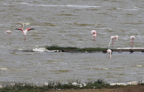 iNaturalist image