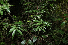 Alectryon subcinereus